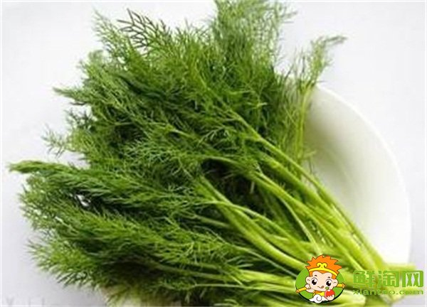 茴香菜長什么樣，茴香有幾種叫法