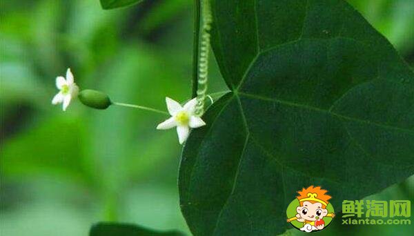 冬瓜的種子是為什么是綠色的,冬瓜的種植時(shí)間是什么時(shí)候