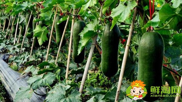 冬瓜的種子是為什么是綠色的，冬瓜的種植時(shí)間是什么時(shí)候