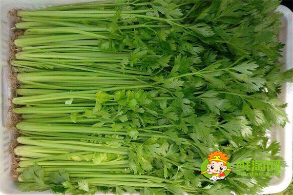 7種蔬菜更適合生吃，蔬菜生吃更有營養(yǎng)，廚房懶人必備