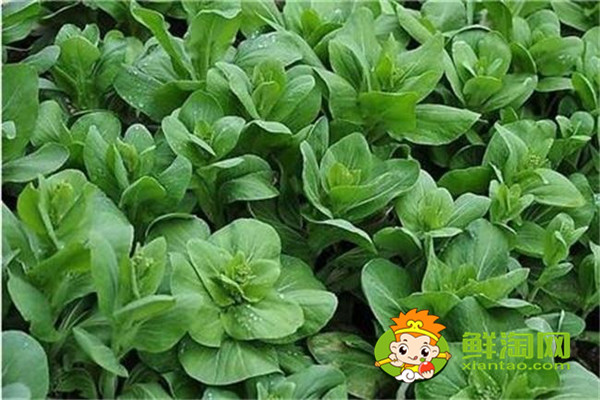青菜為什么要用開水焯，很多人做錯了難怪差點鮮味