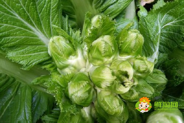綠色的娃娃菜叫什么，原來還有這樣的娃娃菜