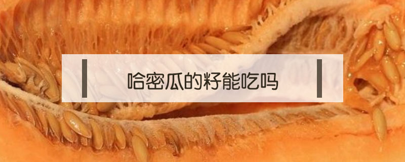 哈密瓜的籽能吃嗎