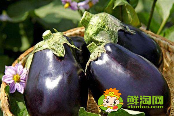 肉末茄子需要去皮嗎，吃茄子減肥是真的嗎