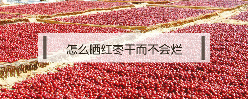 怎么曬紅棗干而不會(huì)爛