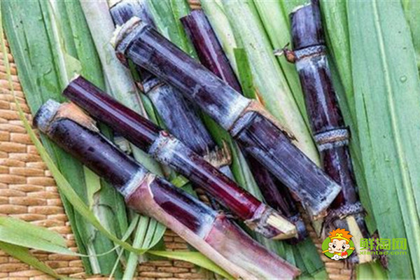 黑皮甘蔗是涼性還是熱性，黑皮甘蔗偏涼不適合體內(nèi)虛寒的人吃