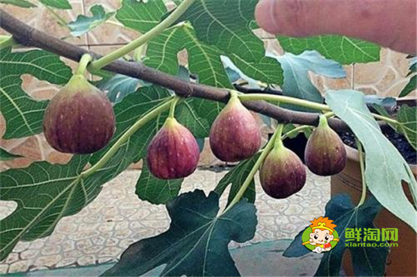 無花果在哪里生長，無花果生長與熱帶和溫帶地區