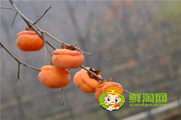 柿子怎么曬成柿子餅，硬柿子和軟柿子有什么區別
