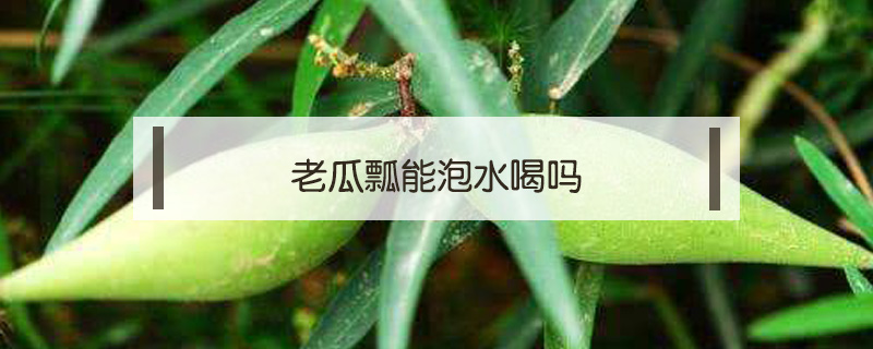 老瓜瓢能泡水喝嗎