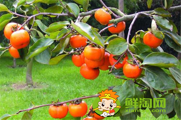 柿子餅怎么做，這樣做的柿子餅最好吃，你學(xué)會(huì)了嗎