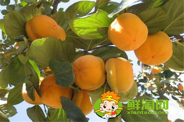 柿子餅怎么做，這樣做的柿子餅最好吃，你學(xué)會(huì)了嗎