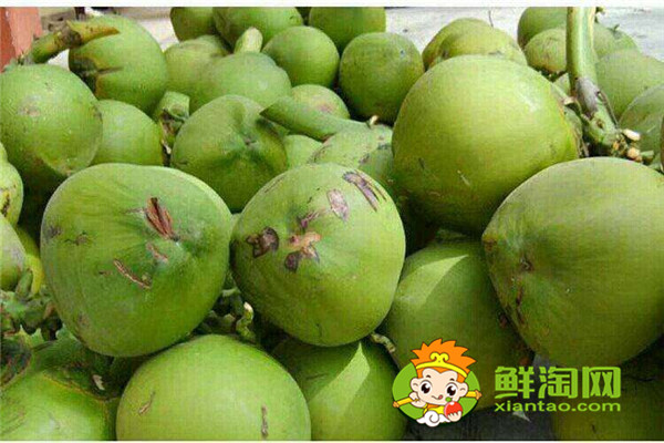 毛椰子和青椰子的區(qū)別，怎么挑選椰子