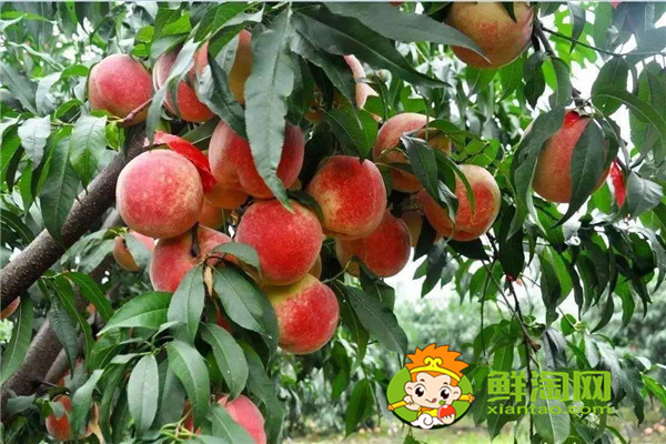冬桃產(chǎn)地哪里的最好，冬桃和雪桃有什么區(qū)別