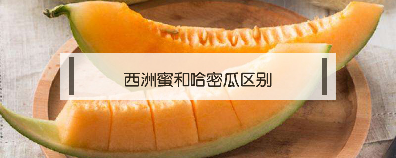 西洲蜜和哈密瓜區別