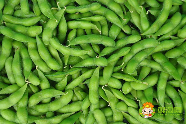 毛豆是黃豆嗎，毛豆是什么季節成熟的
