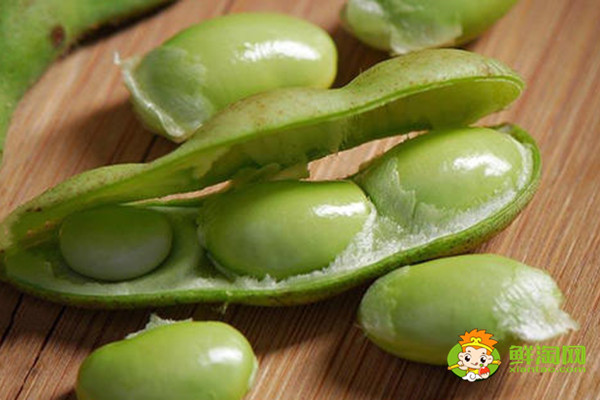毛豆是蔬菜嗎,毛豆屬于大豆類