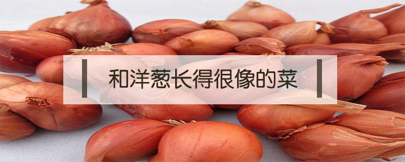 和洋蔥長(zhǎng)得很像的菜