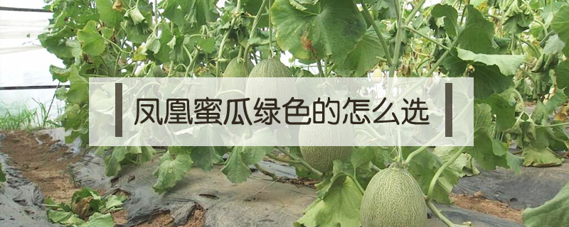 鳳凰蜜瓜綠色的怎么選