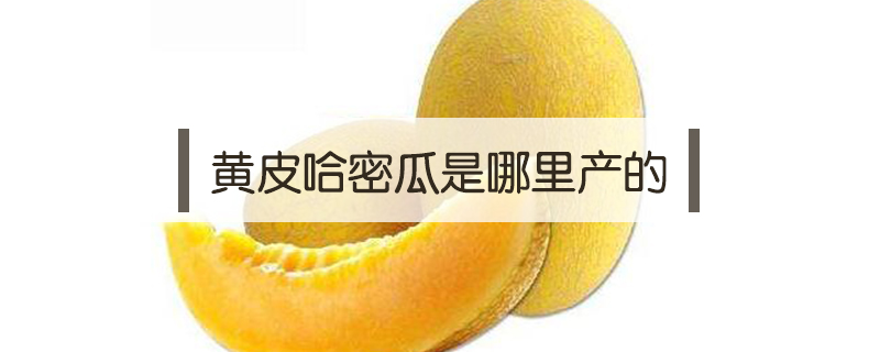 黃皮哈密瓜是哪里產(chǎn)的