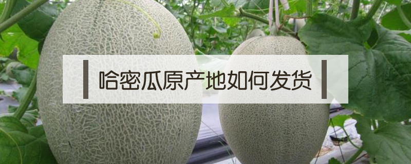 哈密瓜原產(chǎn)地如何發(fā)貨