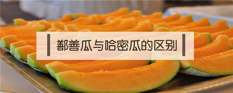 鄯善瓜與哈密瓜的區(qū)別