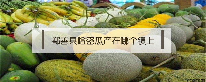 鄯善縣哈密瓜產在哪個鎮上