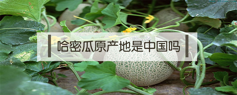 哈密瓜原產(chǎn)地是中國(guó)嗎