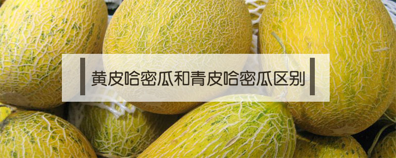 黃皮哈密瓜和青皮哈密瓜區(qū)別