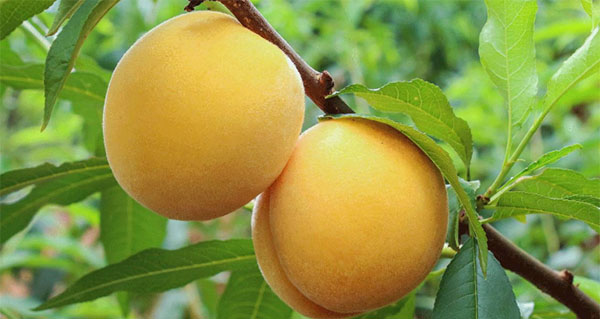 黃桃和蘋(píng)果哪個(gè)熱量高