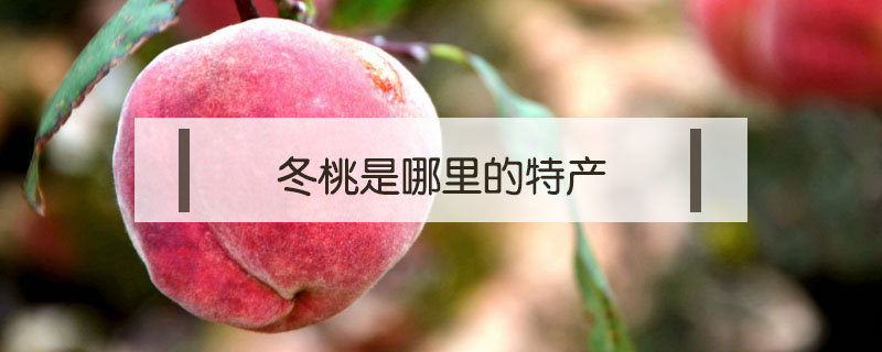 冬桃是哪里的特產(chǎn)