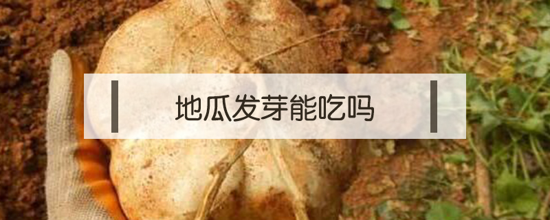 地瓜發芽能吃嗎