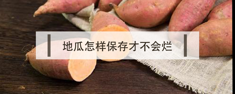 地瓜怎樣保存才不會(huì)爛