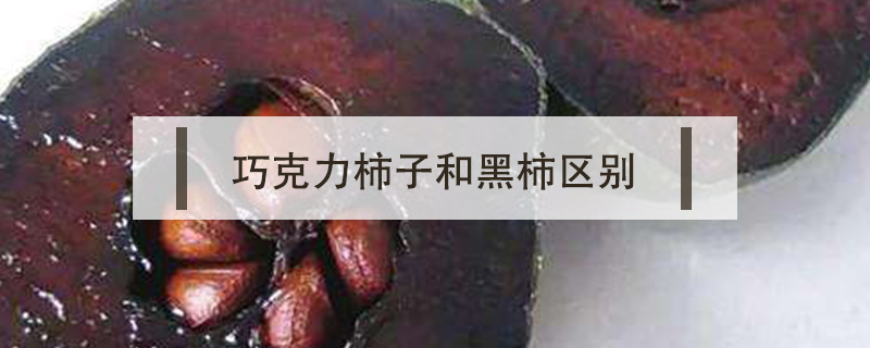 巧克力柿子和黑柿區別
