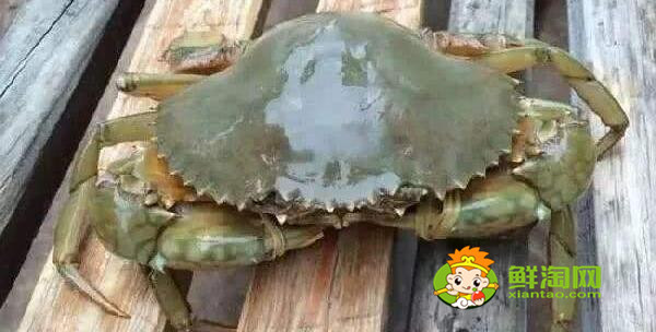 青蟹什么時候最肥美，浙江三門青蟹什么時候最肥美