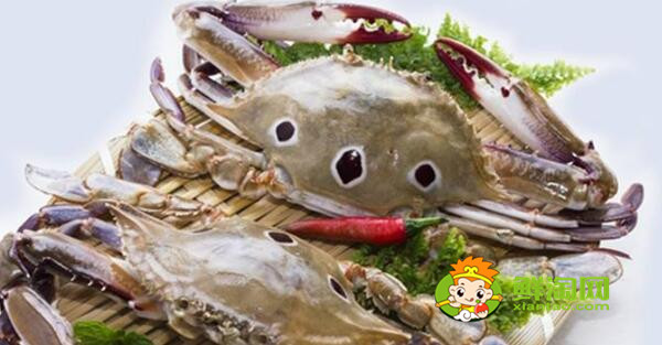 青蟹什么時候最肥美，浙江三門青蟹什么時候最肥美