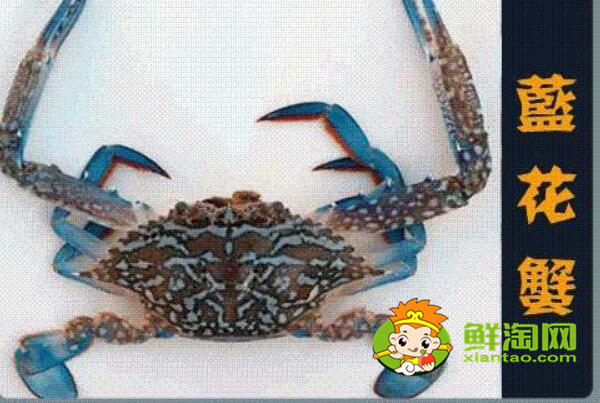 青蟹什么時候最肥美，浙江三門青蟹什么時候最肥美