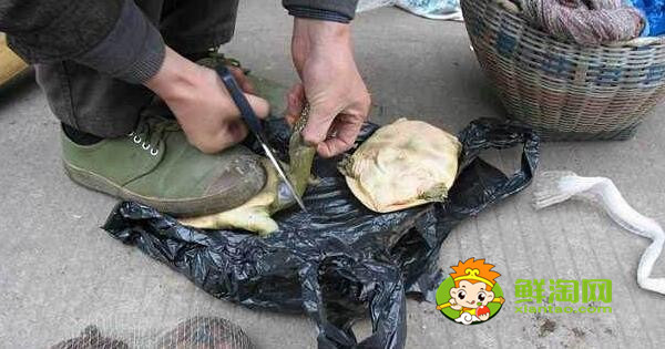 烏龜怎么吃，烏龜怎么做好吃