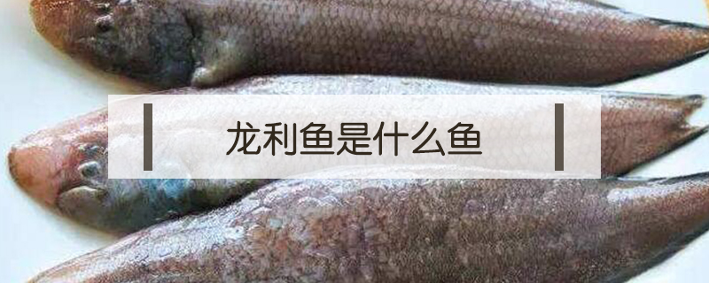 龍利魚是什么魚