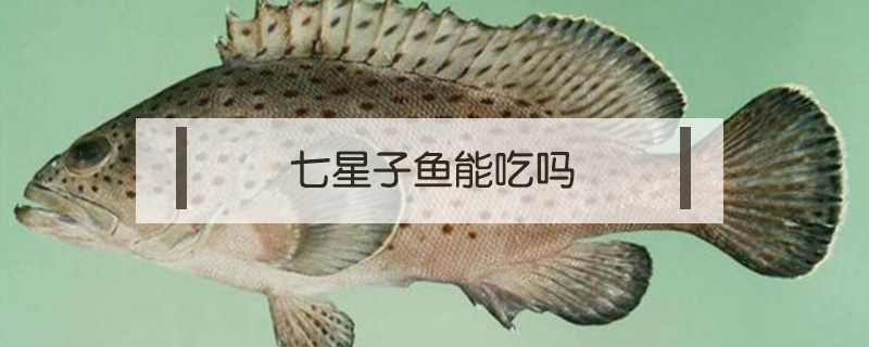 七星子魚能吃嗎