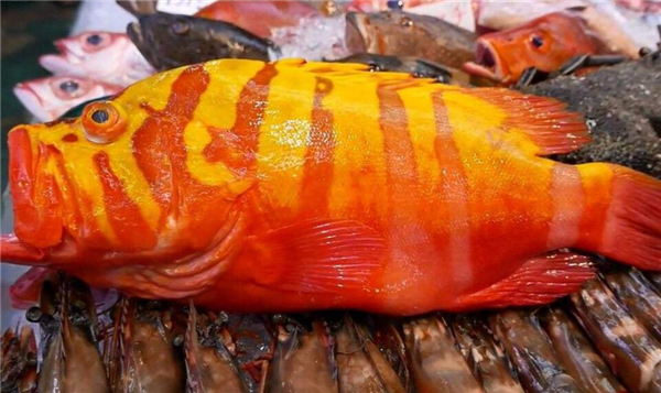 紅色的斑魚是什么魚