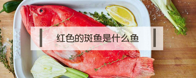 紅色的斑魚是什么魚