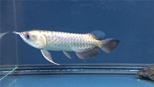 黑魚有鱗嗎