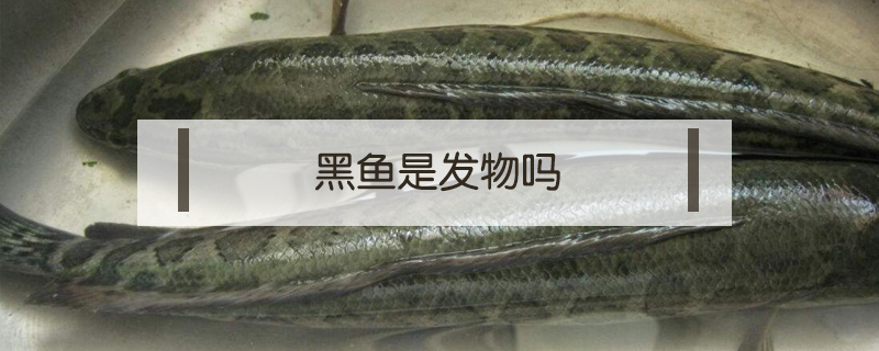 黑魚是發物嗎