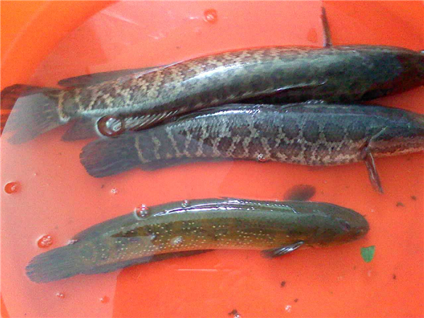 黑魚是發物嗎