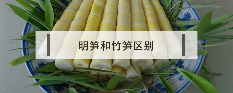 明筍和竹筍區(qū)別