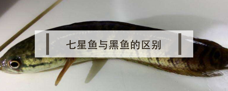 七星魚與黑魚的區別