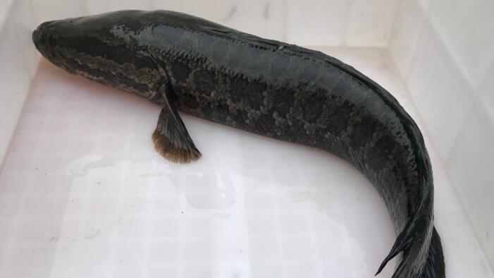 七星魚與黑魚的區別