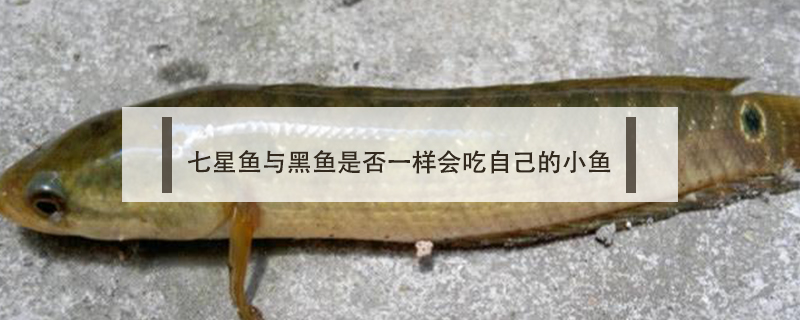 七星魚與黑魚是否一樣會吃自己的小魚