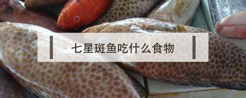 七星斑魚吃什么食物