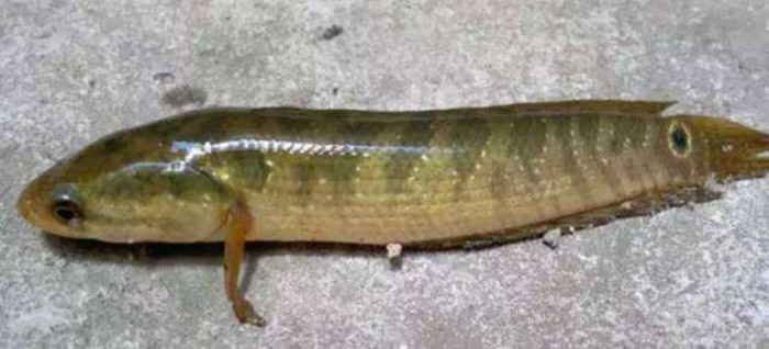 七星斑魚吃什么食物
